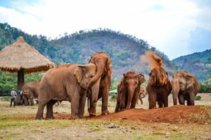 Elephant Nature Park, best places to visit in thailand for the first timers