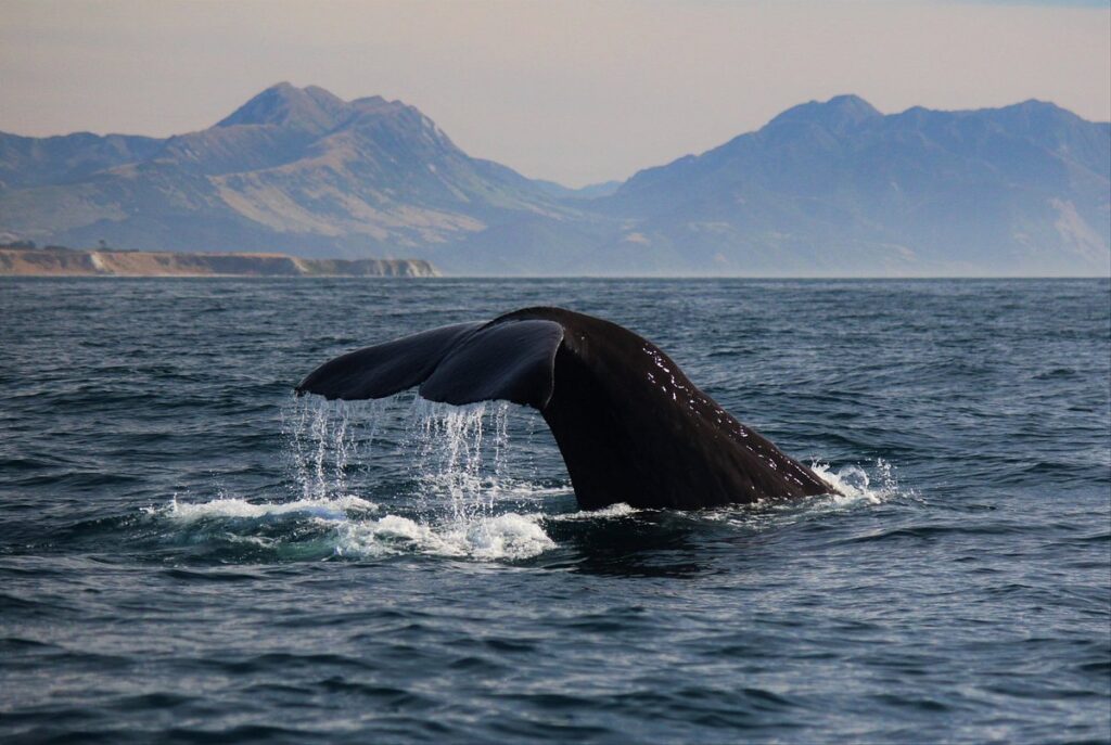 Kaikoura Whale Watch, places to visit in new zealand