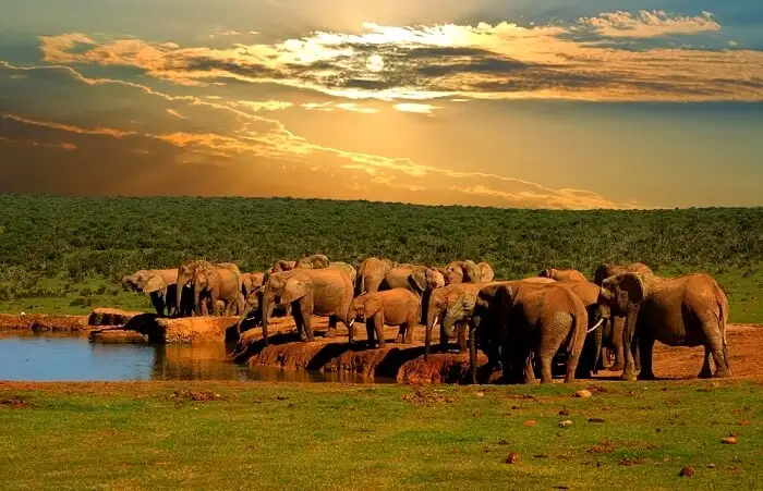 Elephant Encounters, Addo Elephant National Park, best places to visit in South Africa