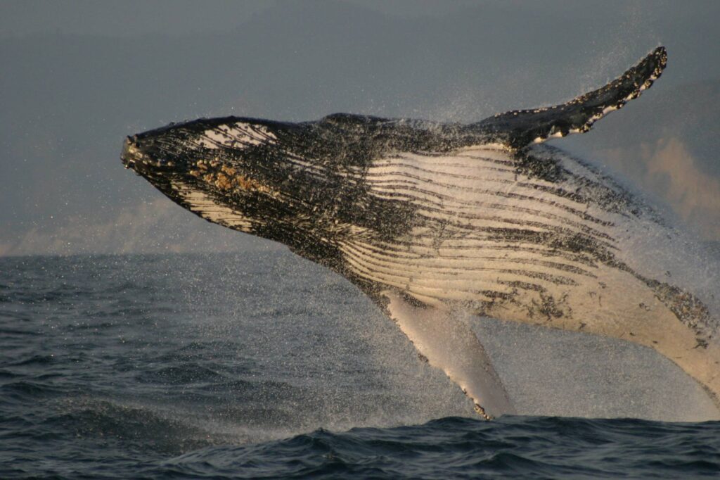 Machalilla National Park Whale Sighting, best places to visit in Ecuador