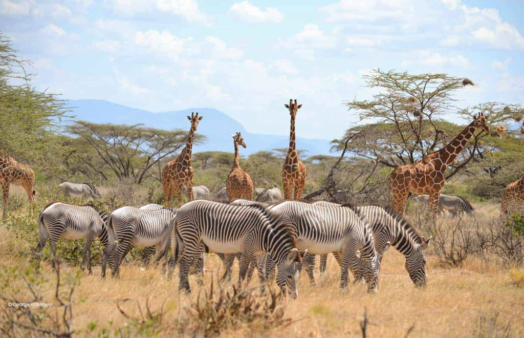 Samburu National Reserve, places to visit in Kenya